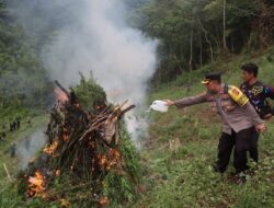 Kapolres Aceh Besar Dan Personil Dampingi BNN RI Berantas Dan Musnahkan Ladang Ganja Di Kecamatan Seulimeum Dan Kecamatan Indrapuri